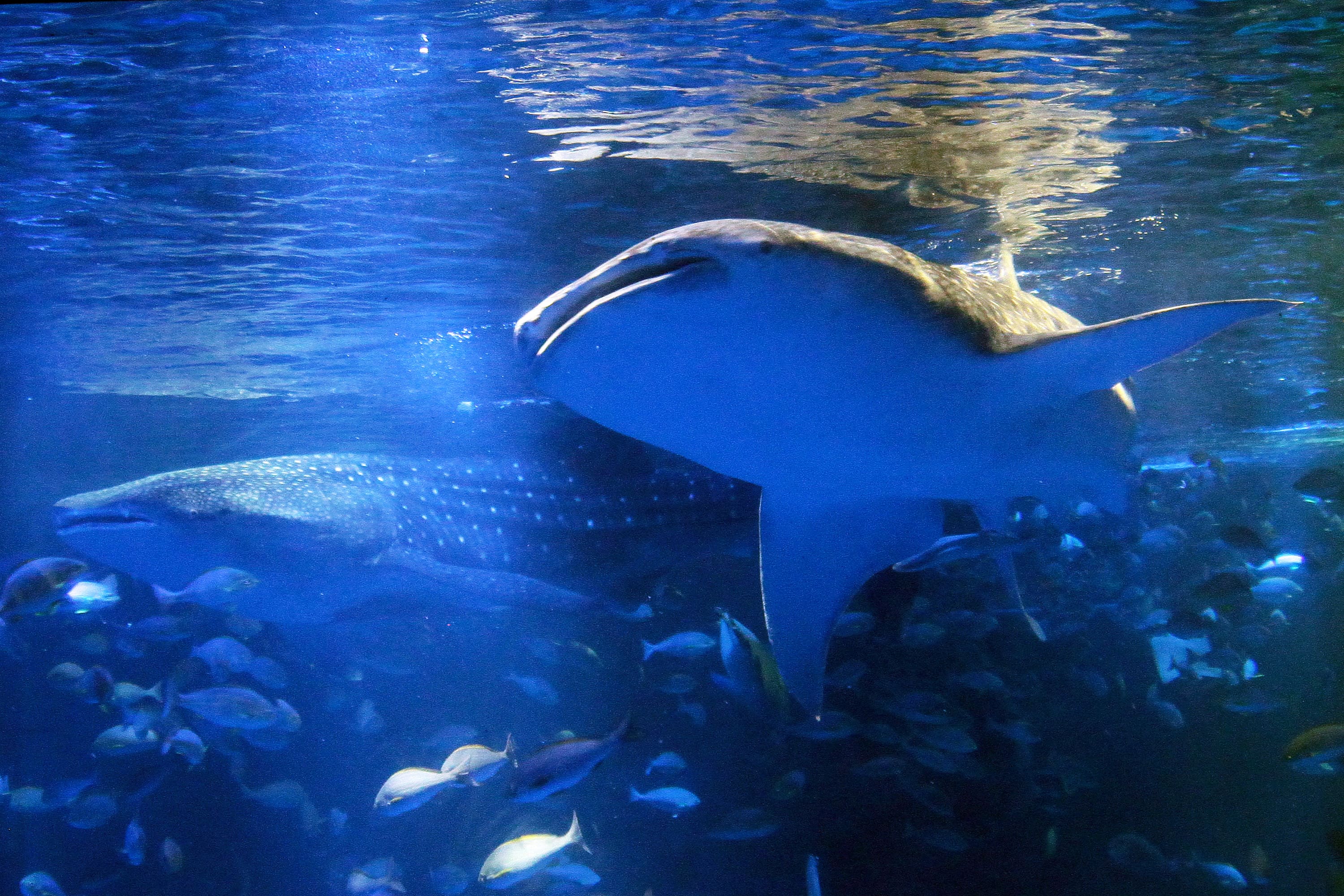 のとじま水族館（能登島）