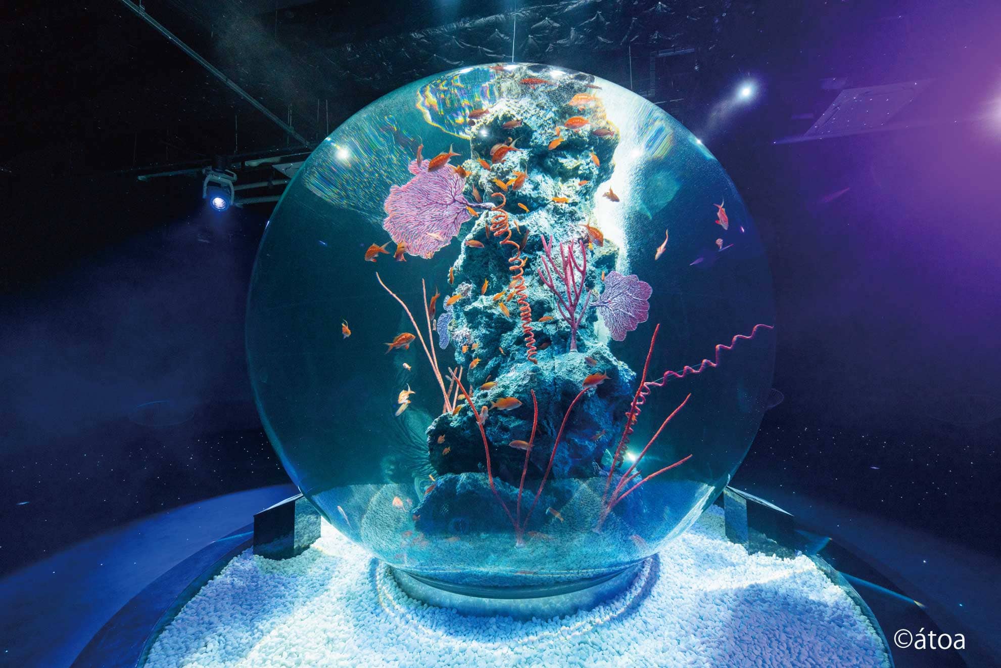ＡＱＵＡＲＩＵＭ×ＡＲＴ　ａｔｏａ（神戸）