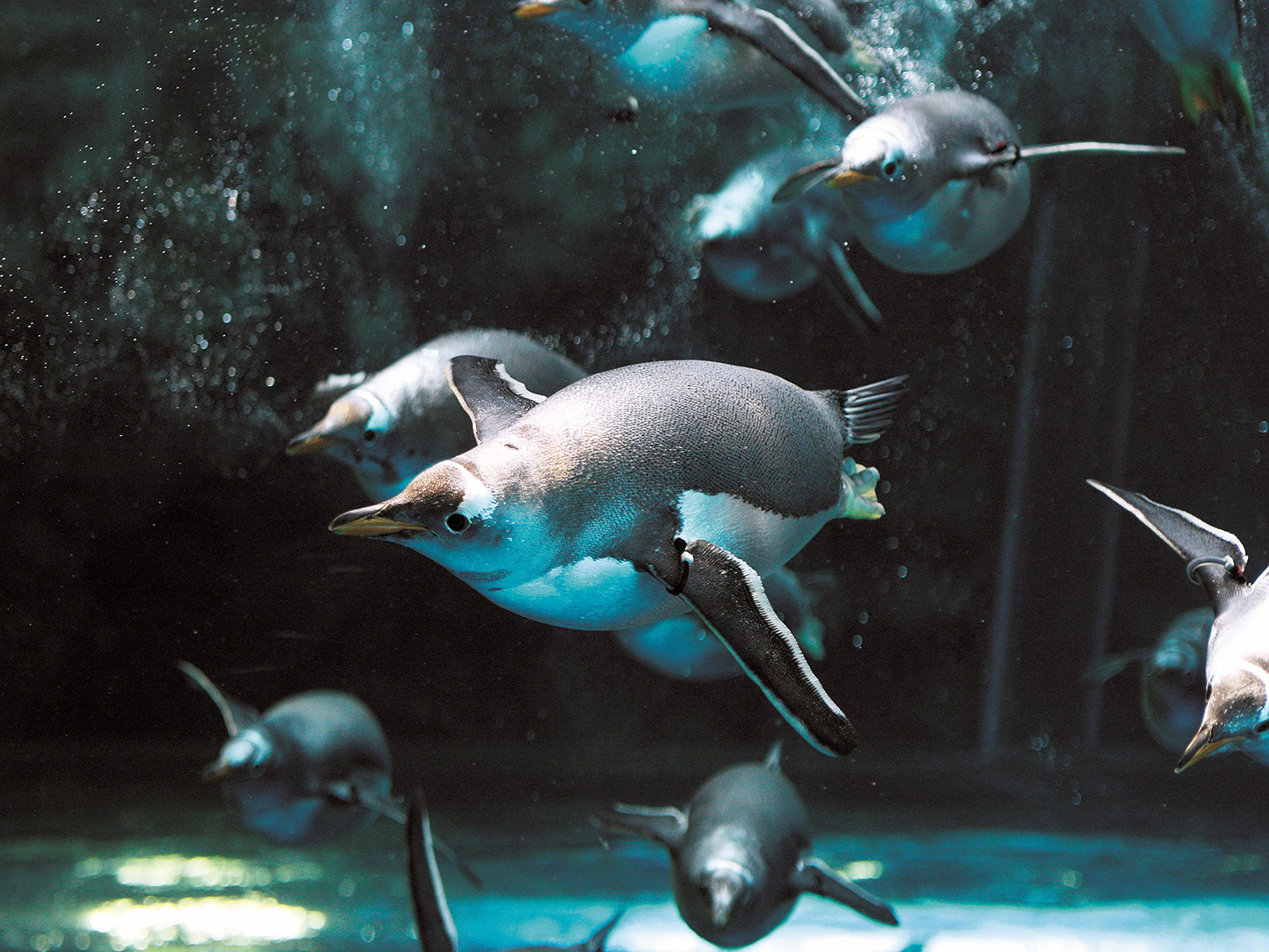 下関市立しものせき水族館 海響館(下関)